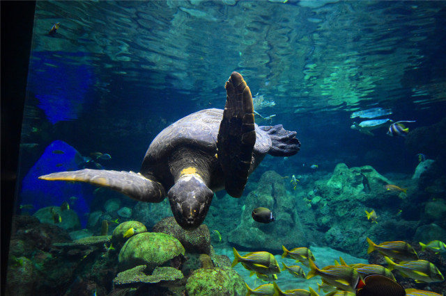 蜂蜜浏览器_9bf99c6d276115aa9deb45fa8cbe6436